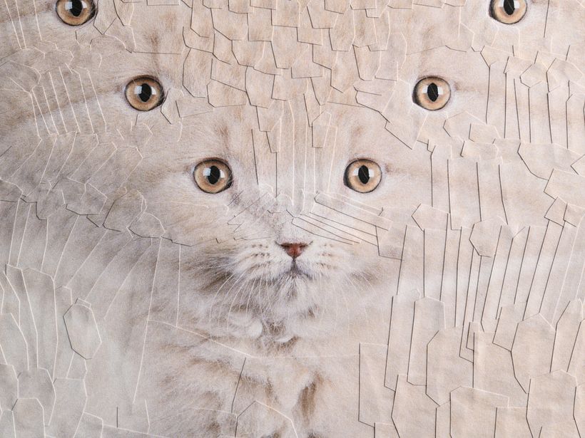 Cats, 2024, 2025 1