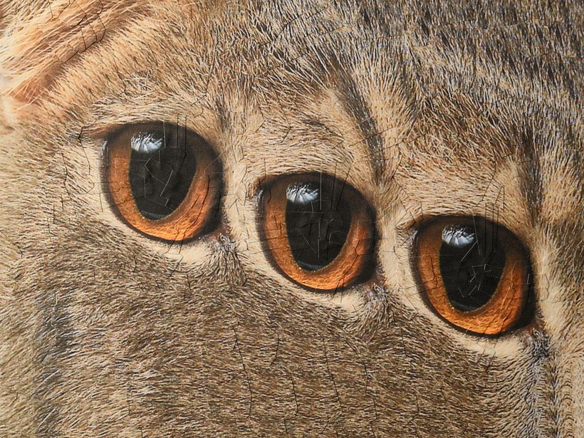 Cats, 2024, 2025 5