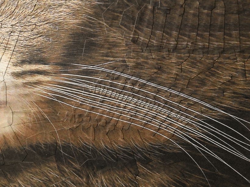 Cats, 2024, 2025 6