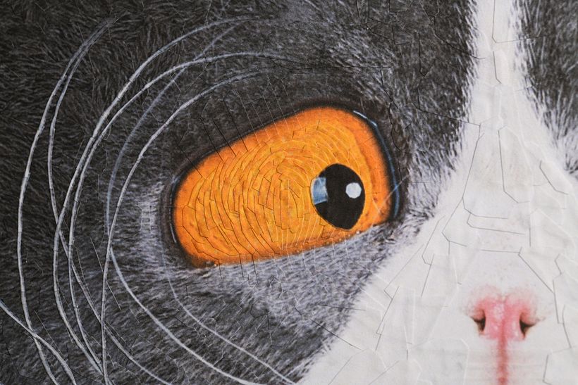 Cats, 2024, 2025 9