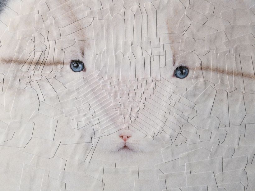 Cats, 2024, 2025 13