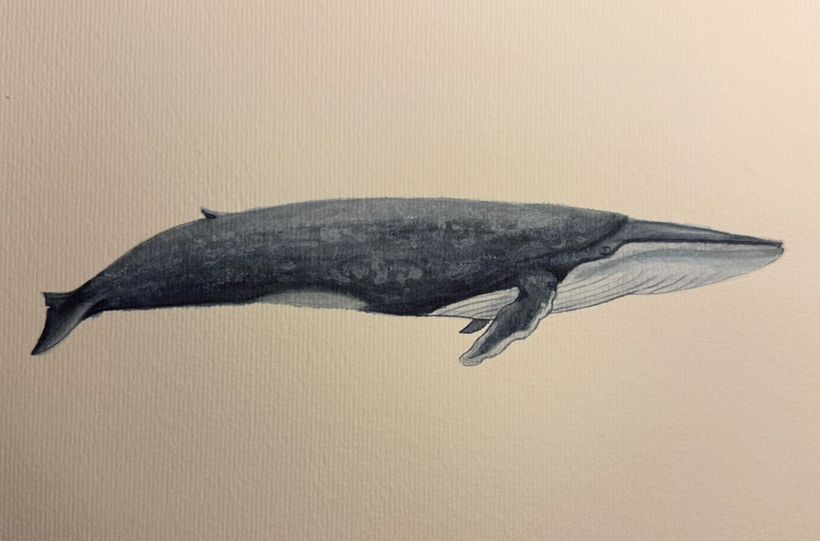 Baleias em aquarela 2