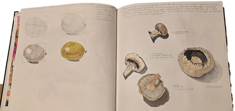 Botanical Watercolour Sketchbook - Sarah Jane Woodruff 2