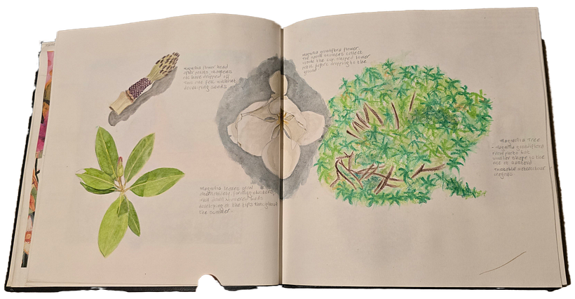 Botanical Watercolour Sketchbook - Sarah Jane Woodruff 3