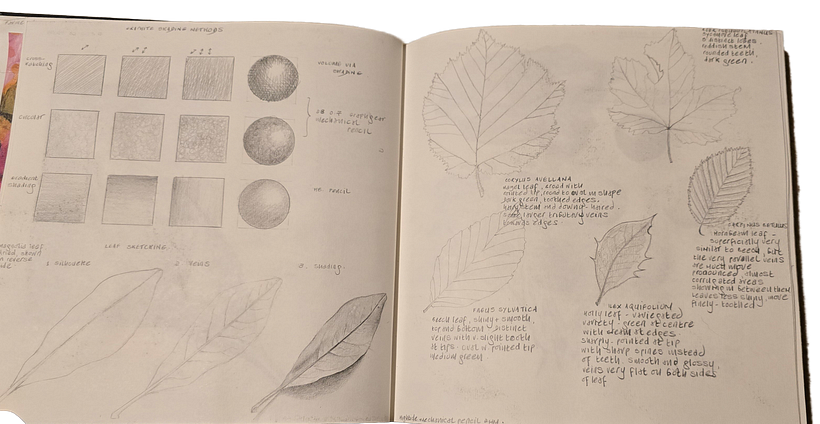 Botanical Watercolour Sketchbook - Sarah Jane Woodruff 5