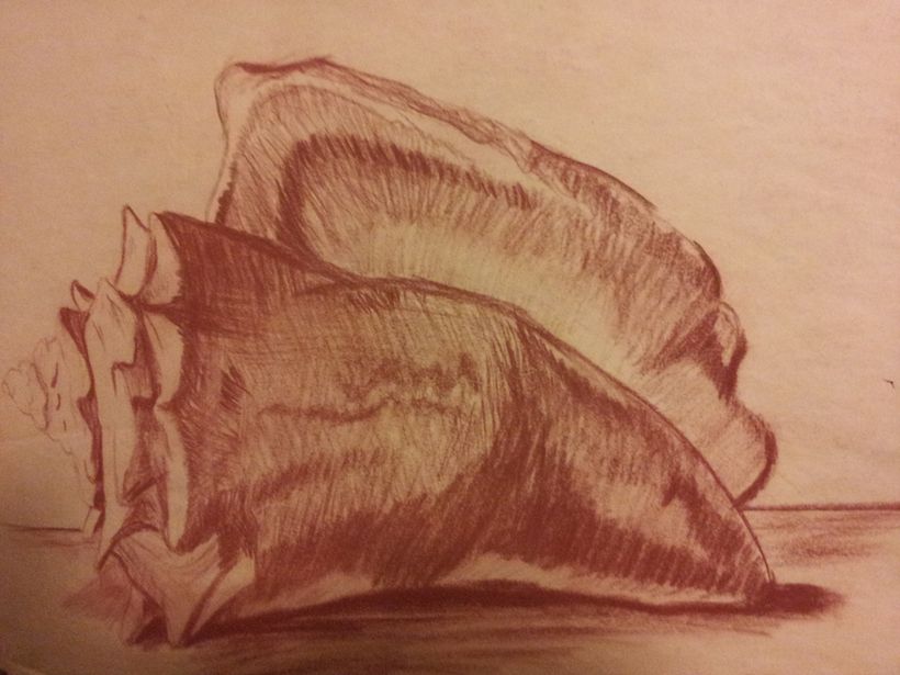 Conch Shell in Conte Crayon 1