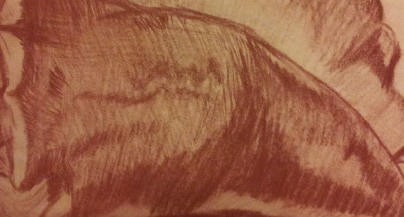 Conch Shell in Conte Crayon 1