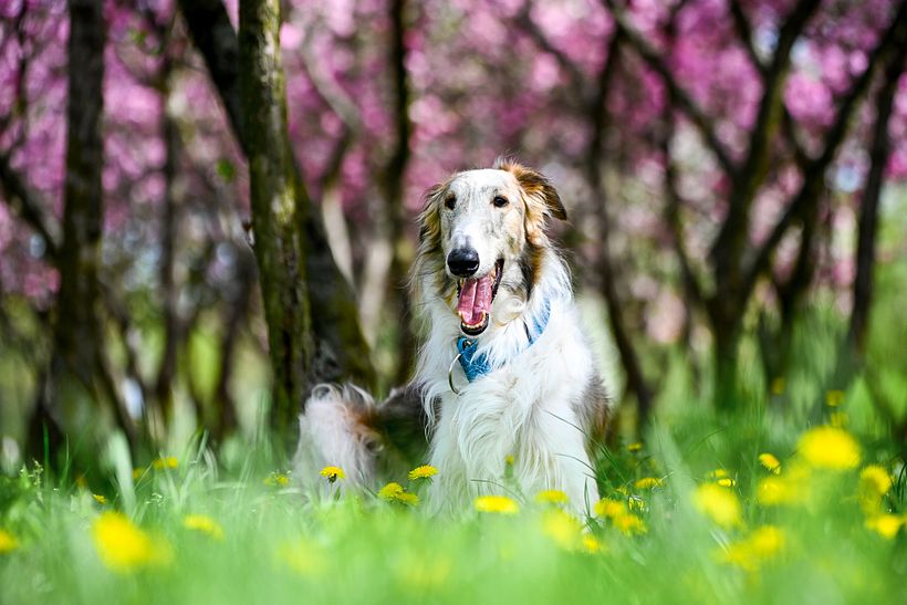 The Borzoi 1