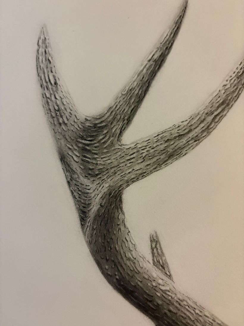 Hyperrealism Graphite Drawing 1