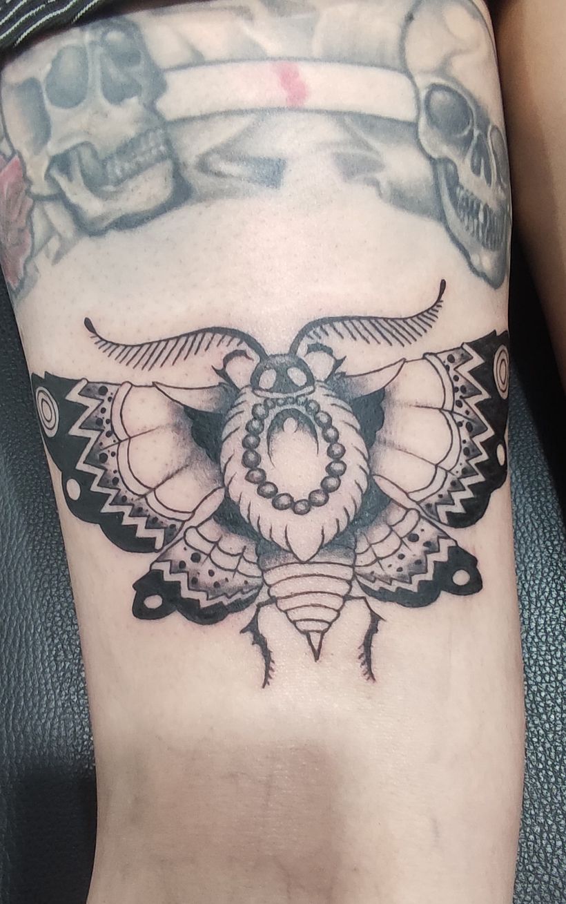 Pearl Moth 2