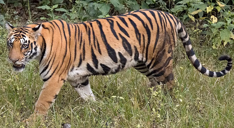 Tiger Illustration 1