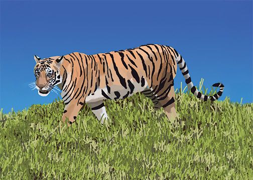 Tiger Illustration 1