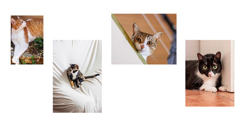 Mis gatos - Fotopoesía 1