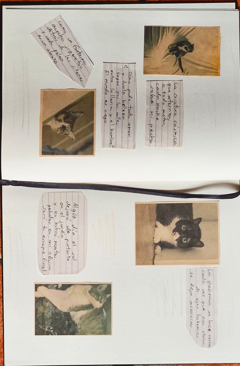 Mis gatos - Fotopoesía 1