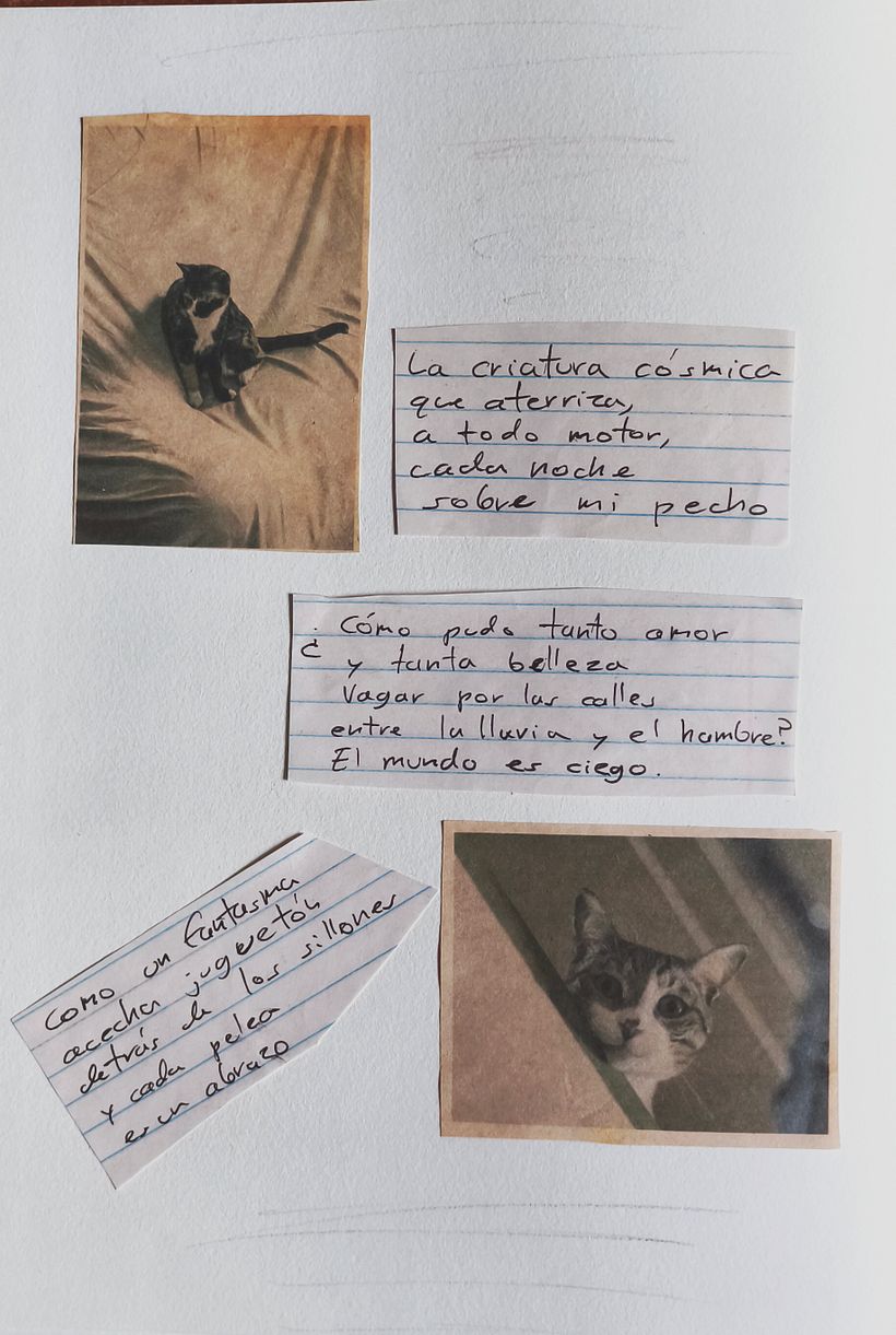 Mis gatos - Fotopoesía 2