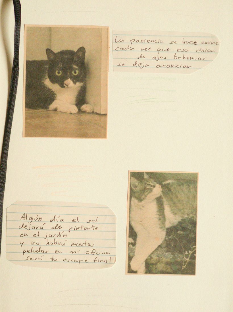 Mis gatos - Fotopoesía 3