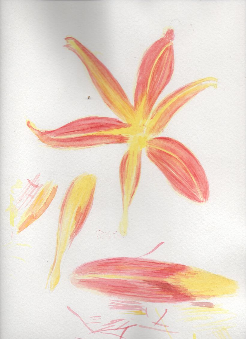 Hemerocallis en Bogotá 1
