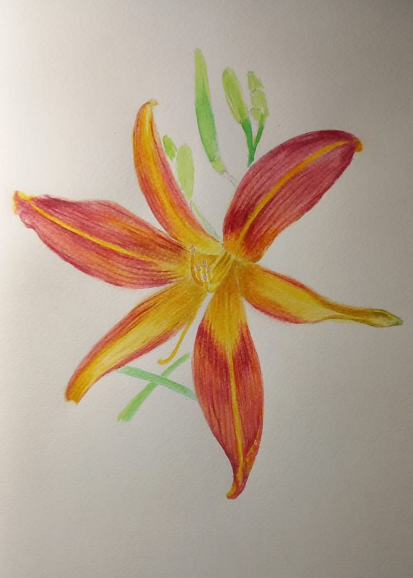 Hemerocallis en Bogotá 1