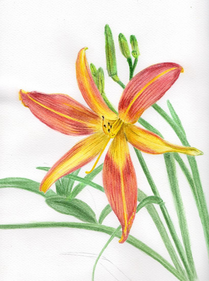 Hemerocallis en Bogotá 1