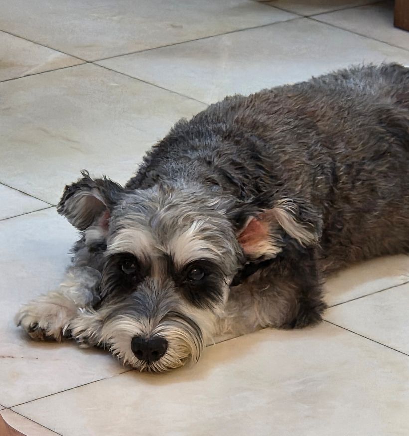 CHLOE, the dog 1
