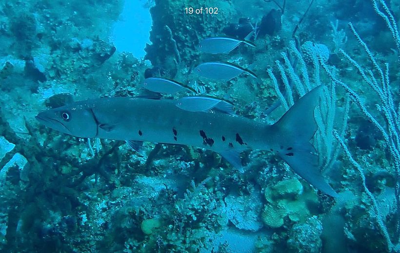 Barracuda and Friends 1