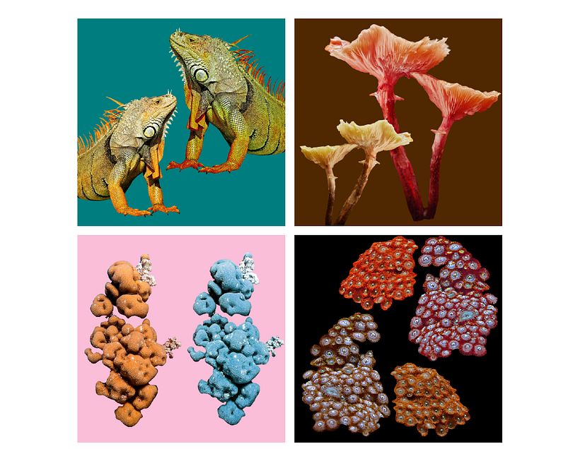 ESTAMPADO TEXTIL DIGITAL 1