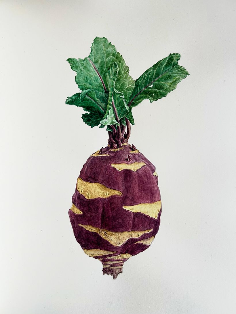 Botanical watercolor of a kohlrabi 1