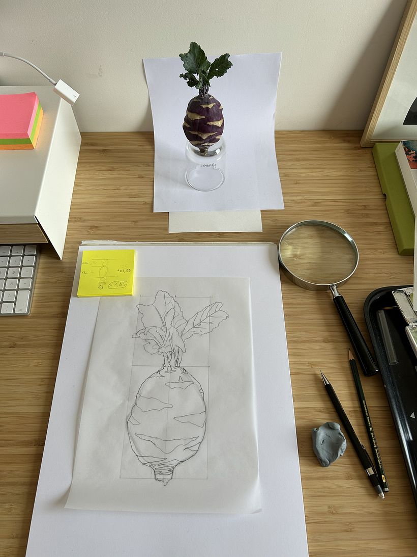 Botanical watercolor of a kohlrabi 1