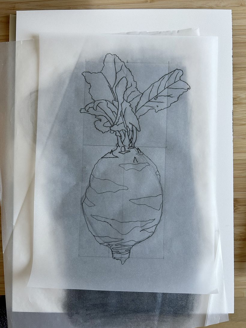 Botanical watercolor of a kohlrabi 1