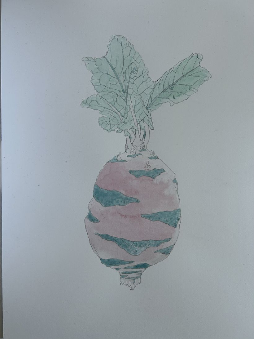 Botanical watercolor of a kohlrabi 1