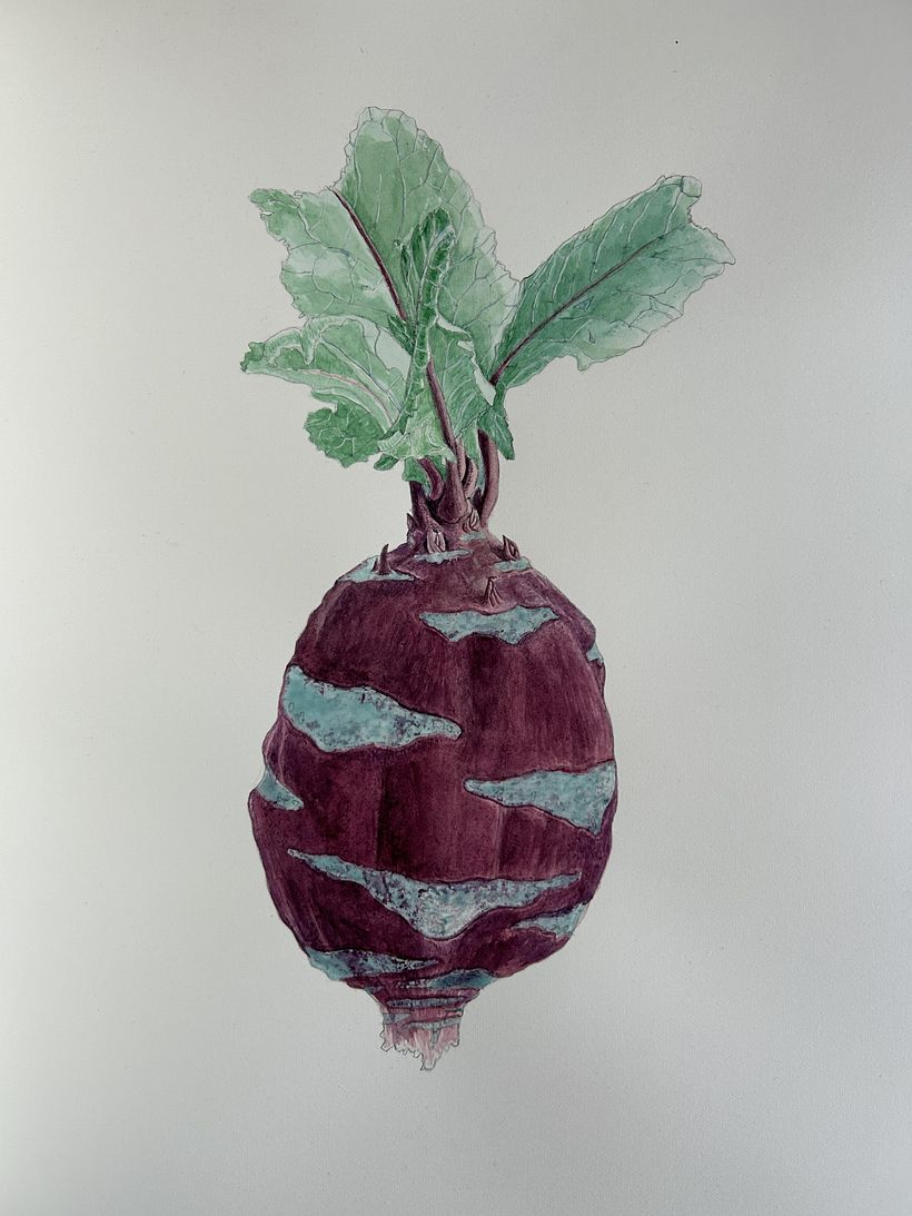Botanical watercolor of a kohlrabi 1