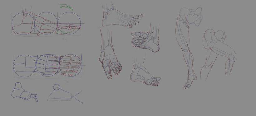 Final Project Anatomical Drawing of Limbs, Hands and Feet 1