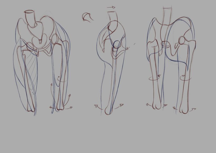 Final Project Anatomical Drawing of Limbs, Hands and Feet 1