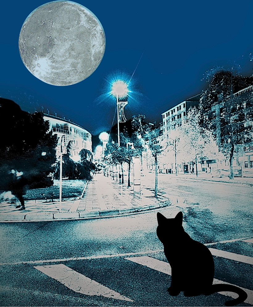 El gato anónimo busca su camino 1