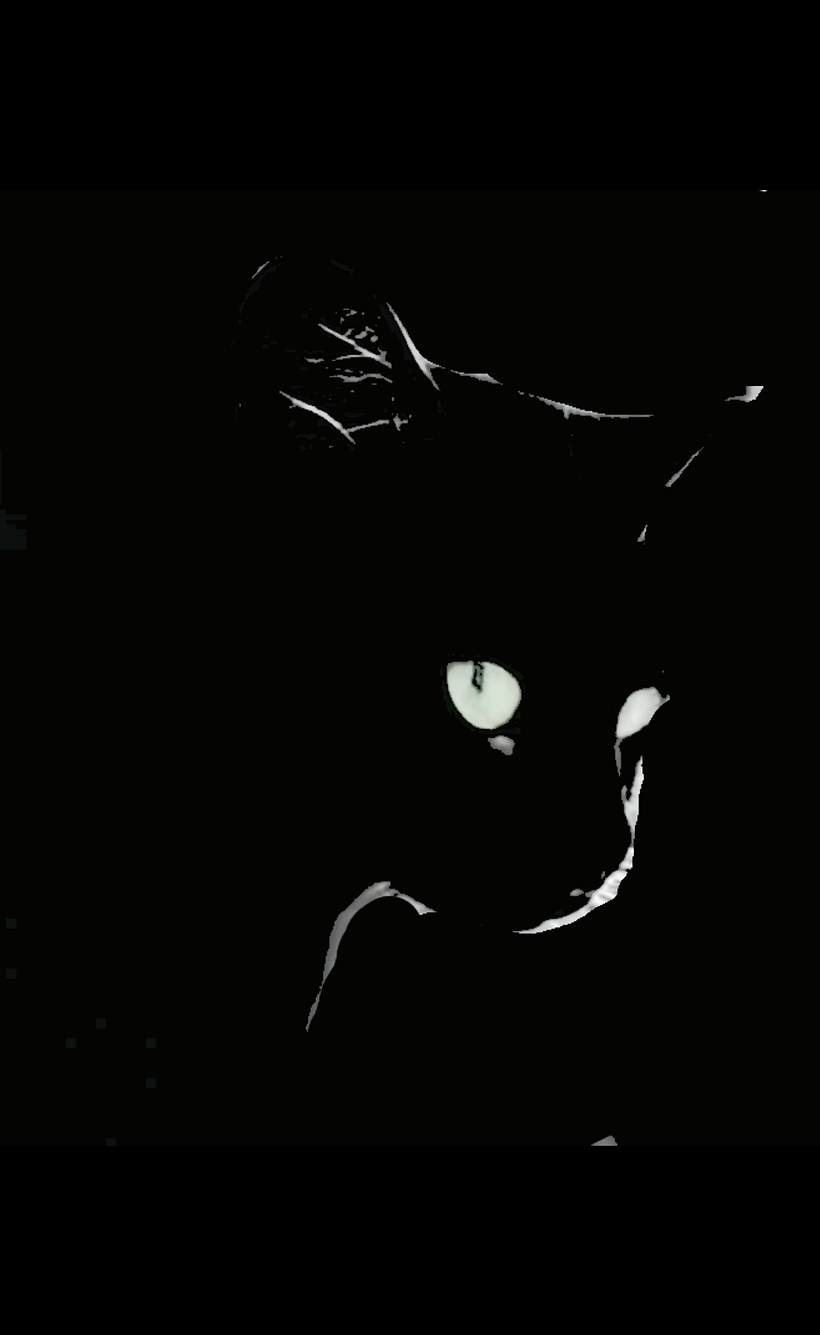 El gato anónimo busca su camino 3