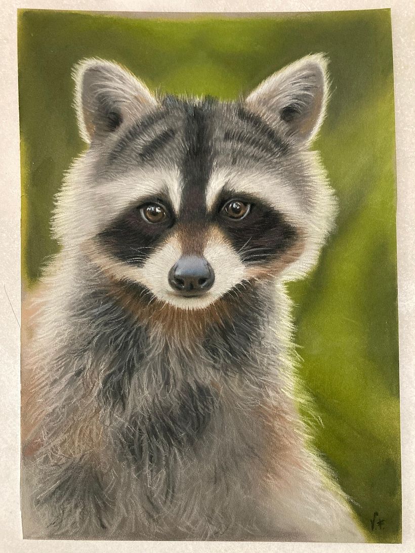 Mapache en pastel 1