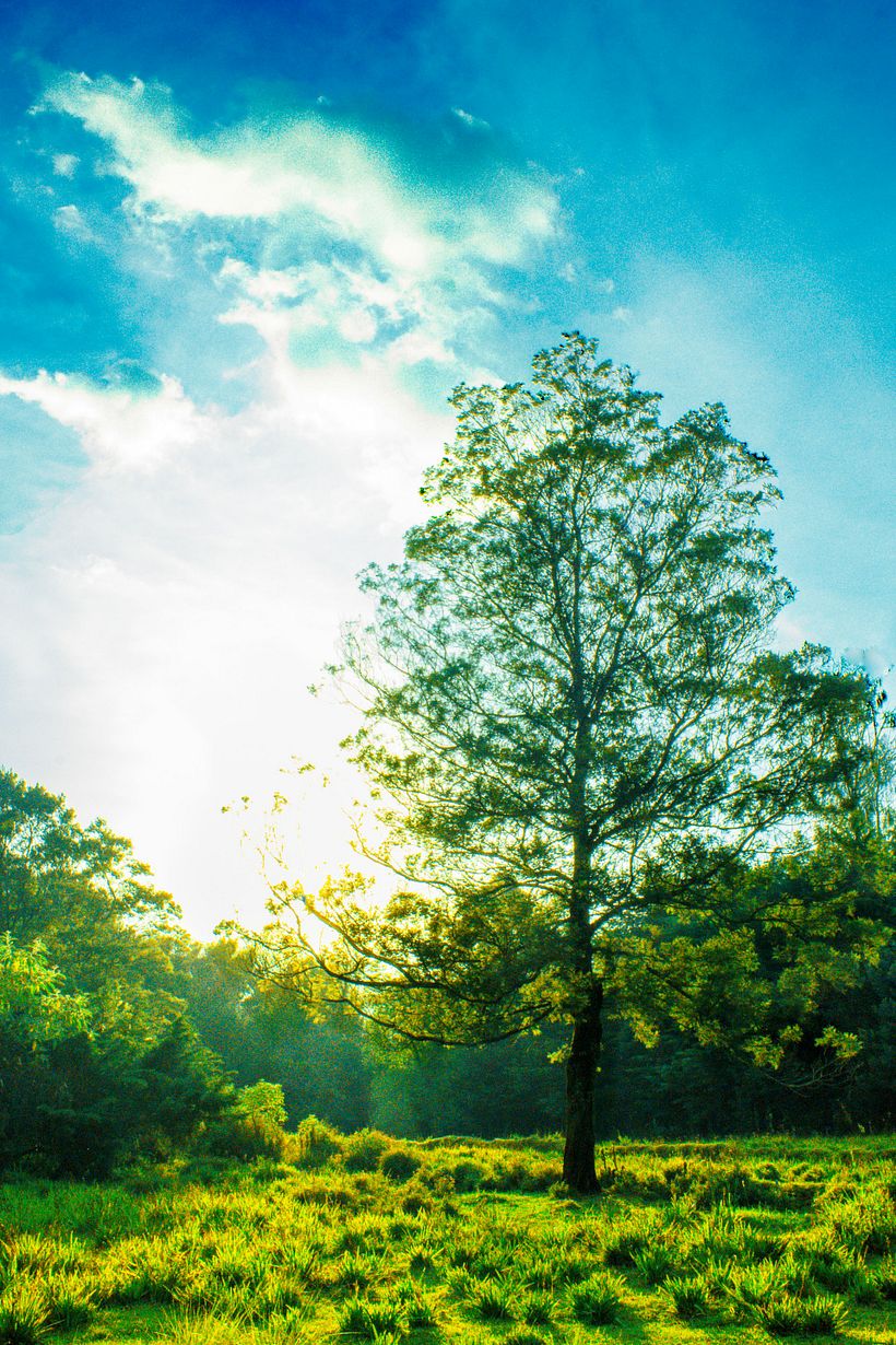 Sunlit tree in field 1