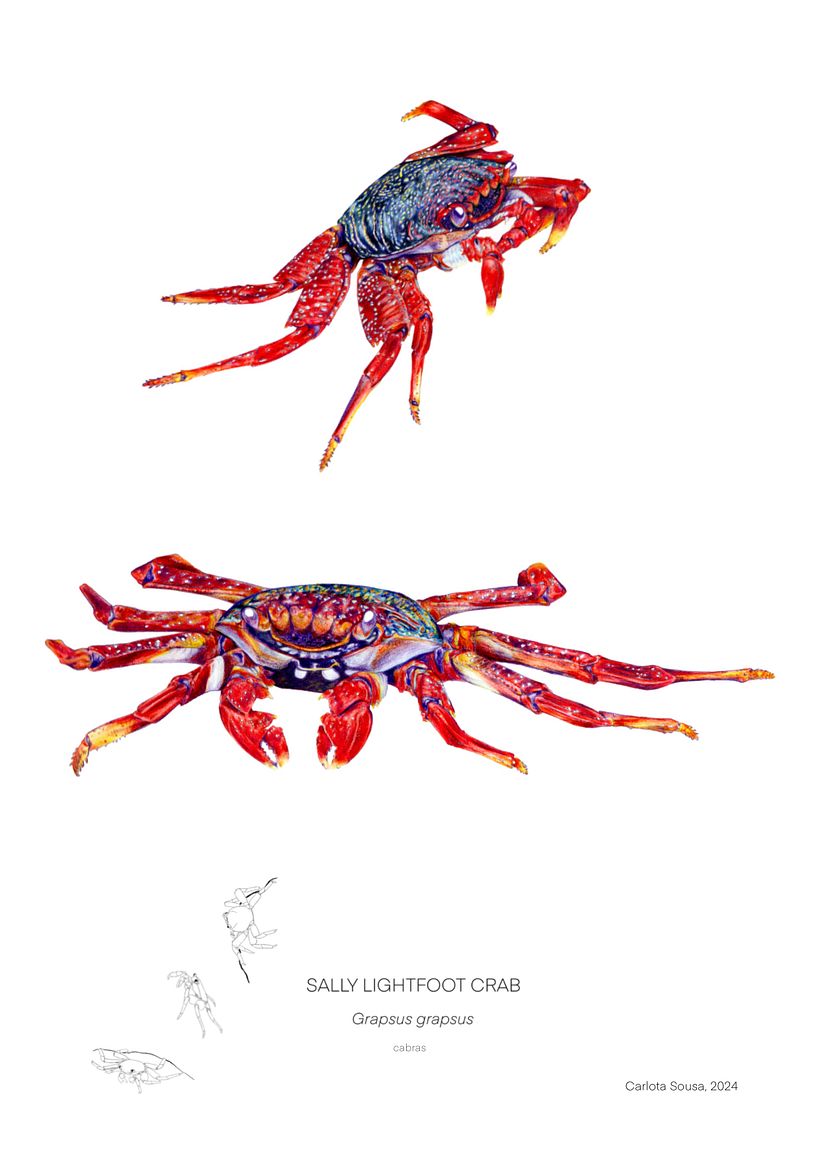 Sally Lightfoot Crab 1