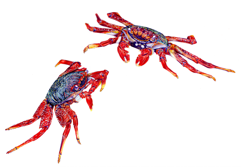 Sally Lightfoot Crab 1
