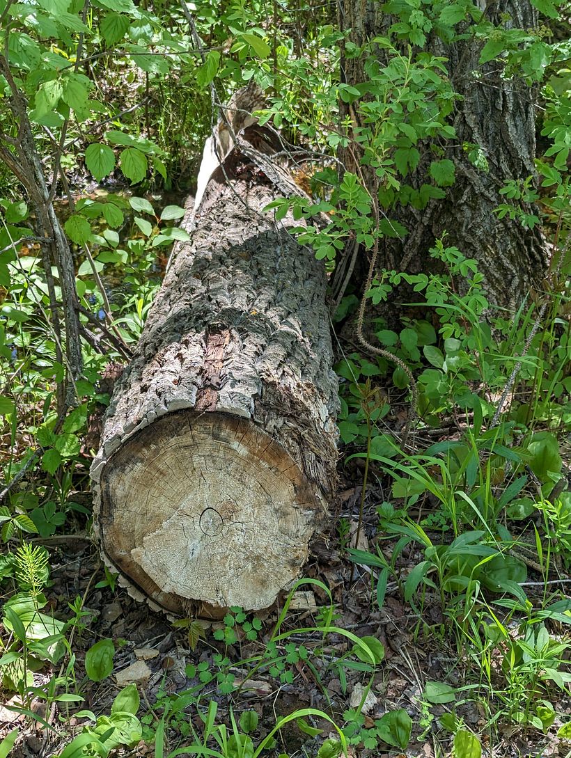 Fabric Log Sculptures 1