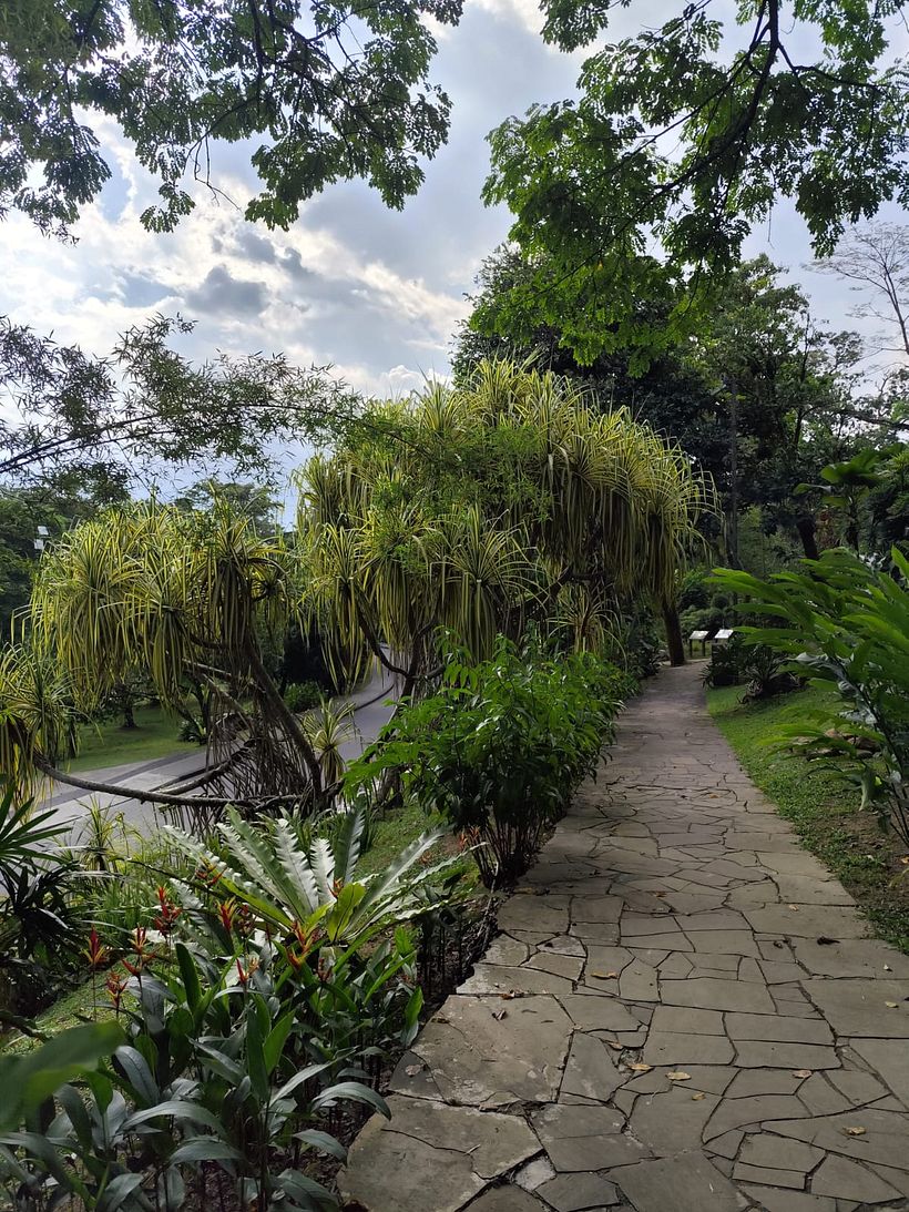 Tropical Path 1