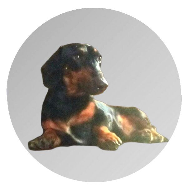 My Dachshund ❤️ 1