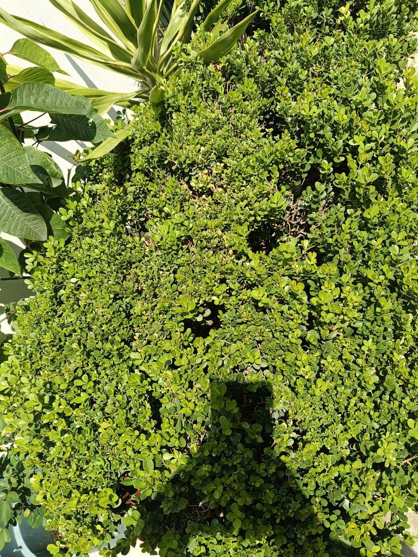 Jardinera conmas vida 1