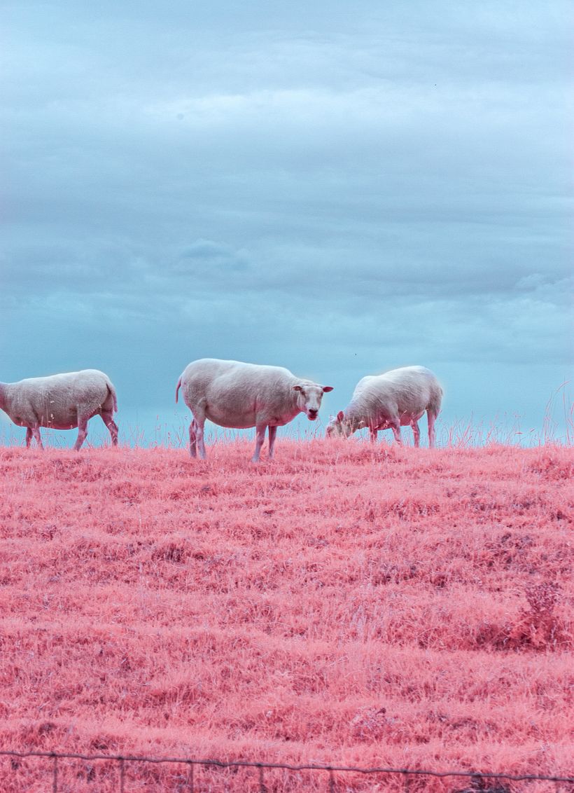 Infraroodfotografie 1