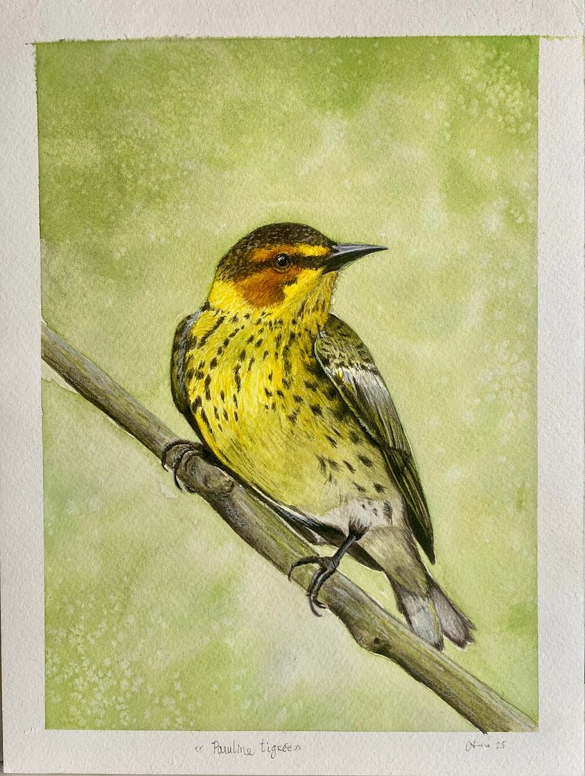Cap May Warbler 1