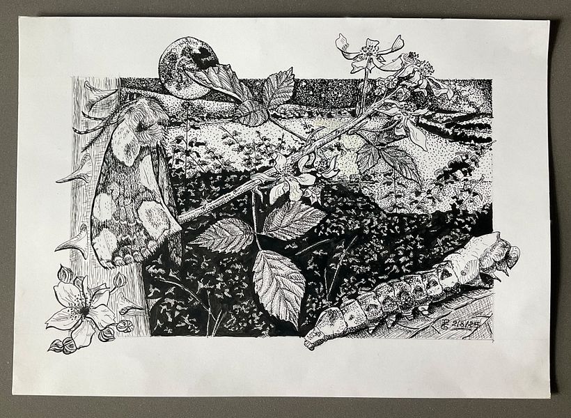 Thyatira batis L. en su entorno natural en tinta 1