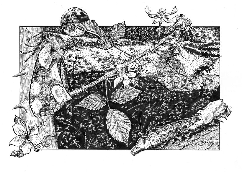 Thyatira batis L. en su entorno natural en tinta 1