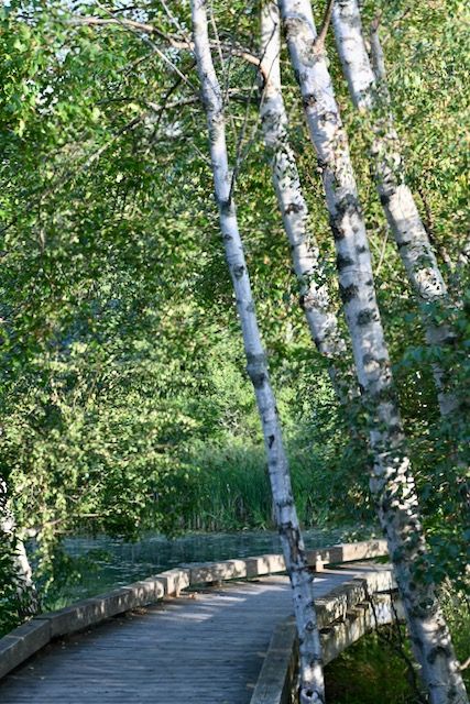 Birches over the Boardwalk 1
