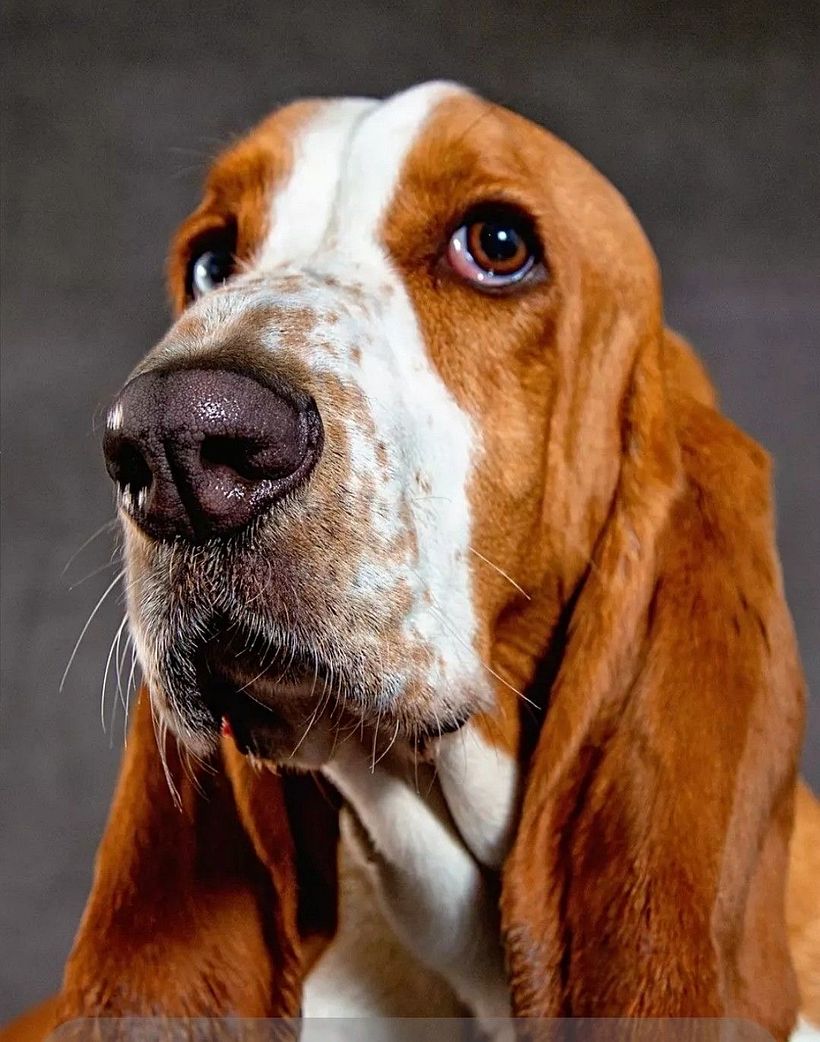 Köpek 1