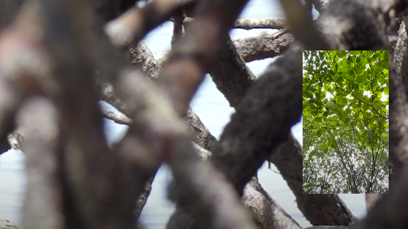 Glitch Tropical: Imaginarios y Ecologías del Trópico 1
